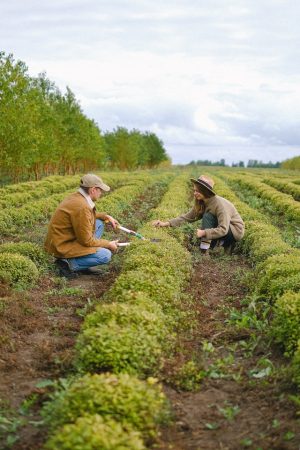 trasabilitate agricultura